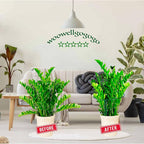 Snake Plant Support Stake - Image 3