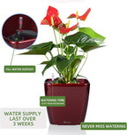 Dexceder 11x10 Self Watering Planter Indoor Outdoor, Inner Mat Design, - Image 5