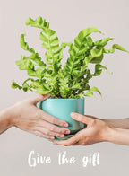LE TAUCI Ceramic Plant Pots, 4.3+5.3+6.8 inch, Planters - Image 7