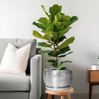SQOWL Ceramic Pot for Plants - Image 2