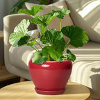 Ceramic Planter for Indoor Plants 8 Inch - Image 7