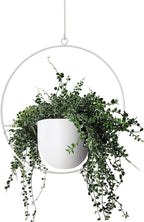 Hanging Planter Indoor Modern Boho Plant Pot Metal Wall and Ceiling Plant Holder by ABETREE