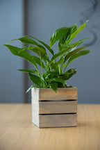Wood Planter Box with Wine Crate Styled, 5 Inch Square, Rustic Barn Wood - Image 4