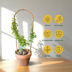 Indoor Plant Trellis for Climbing Plants 16in, 6 Pack Arch Bamboo Trellis for - Image 3