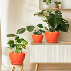 Indoor Plant Pot 8 Inch - Image 8