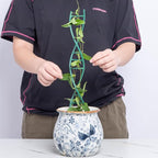 Indoor Plant Trellis - Image 4