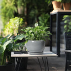 SQOWL Ceramic Pot for Plants - Image 5