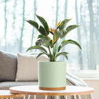 8 Inch Medium Flower Pots for Indoor Outdoor Plants, Cylinder Deep Plant Pots - Image 6