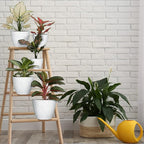 5 Pcs Plant pots, 7.5/6.5/5.7/4.9/4.1 inch Pots - Image 3