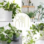 Small Metal Trellis for Potted Plants, Plant Support Stake Mini House Plant - Image 6