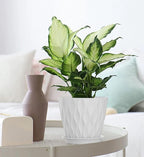 7 Inch Plant Pots 5 Pack, Flower Planters - Image 4
