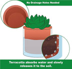 Phoenix Vine 4 Inch Self Watering Plants Pot, Design Terracotta Pot - Image 4