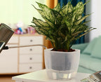 3-Pack Clear Self Watering Planters - Image 8