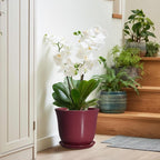 Ceramic Plant Pots - Image 7