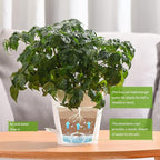 Plant Pots 6 PCS 5 inch Self Watering Planters High Drainage Flowers Pot - Image 6