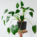 QCQHDU 6.5 inch Plant Pot, 2 Pack Planters - Image 5