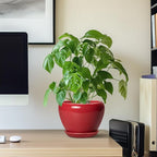 6 Inch Plant Pot - Image 7