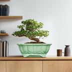 Bonsai Tree Pot - Image 8