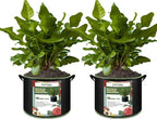 2-Pack 50 Gallon Plant Grow Bags, Thickened Nonwoven Fabric Pots by FVOTNW