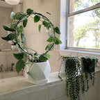 Acrux7 10 Pcs Circle Indoor Plant Trellis - Image 7