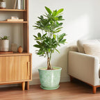 Ceramic Pots for Plants - Image 4