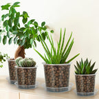 4/5/6/7 Inch Clear Nursery Pots - Image 6