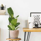10inch Retro Ceramic Planter - Image 7