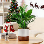 vancasso Ceramic Plant Pots, 3 Piece Planters - Image 7