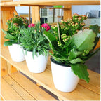 3.5“ Self Watering Planter White Flower Pot, Mini Plant Pot, African Violets - Image 7