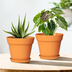 4 Inch Plastic Plant Pots with Drainage Holes and Trays – 8 Pack Small Nursery - Image 6