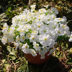 Artificial Flowers for Outdoors, UV Resistant Fake Silk Morning Glory, - Image 4