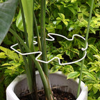 5PCS Monstera Plant Stem Support White 9 * 7.6in - Image 7