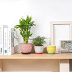 Selamica Ceramic Succulent Pots, 3.5 Inch Small Plant Pots - Image 5