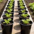 32-Pack 1.5 Gallon Nursery Pots, Thickened Soft Seed Starting Container - Image 7
