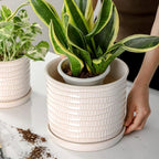8 Inch Plant Pot: Ceramic Planter - Image 6
