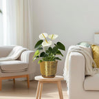 5.6 Inch Plant Pot - Image 7