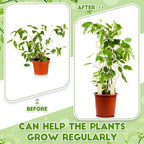Nuenen 5 Pack Indoor Plant Trellis - Image 4