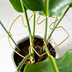 5PCS Durable Monstera Plant Stem Support Stake - Image 7