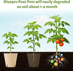 120 Packs 3.15 Inch Peat Pots, Biodegradable Pots - Image 4