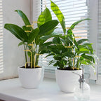 succulentlovers 4PCS Indoor Plant Support Stakes, 12.6 Inch Metal Monstera - Image 5