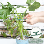 Monstera Plant Stem Support - Image 4