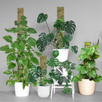 60"/40"/24" Metal Moss Pole, D Shape Sphagnum Moss Pole, Moss Poles - Image 7