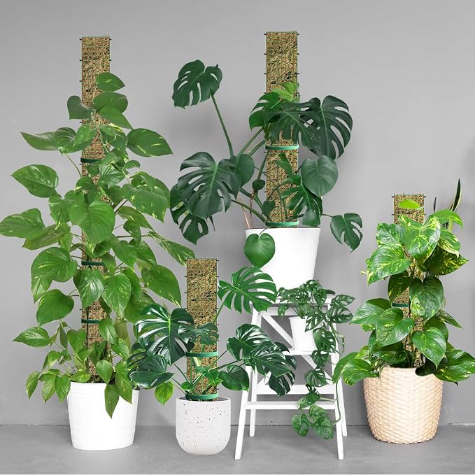 60"/40"/24" Metal Moss Pole, D Shape Sphagnum Moss Pole, Moss Poles - Image 7