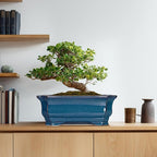 Bonsai Tree Pot - Image 8