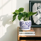 SQOWL 6 Inch Planter - Image 6