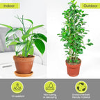 6 Pack Plant Support Stakes for Indoor Plants, 39.37 Inch Tall Twig Plant Sticks - Image 7