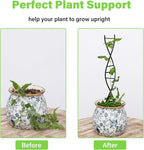 DNA Spiral Plant Trellis Indoor - Image 3