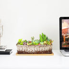Succulent Pots - 12 Inch Large Succulent Planters - Image 5