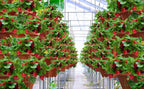 Strawberry Stackable Planter, Vertical Tower Garden, 5 Tiered Stacking Herb - Image 9