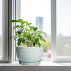 SQOWL Ceramic Pots for Plants - Image 4
